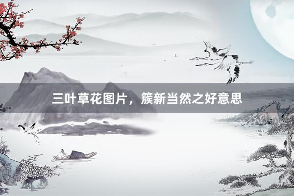三叶草花图片，簇新当然之好意思